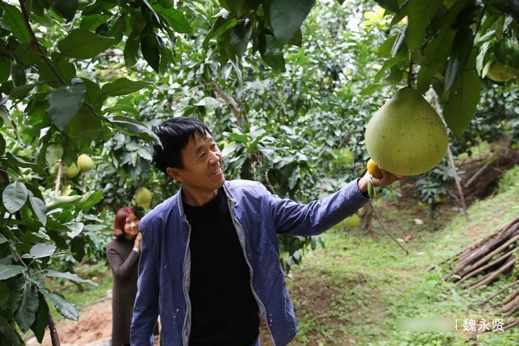  #水果#60后夫妻种果树23年，百亩果园一年纯收入达五六十万元