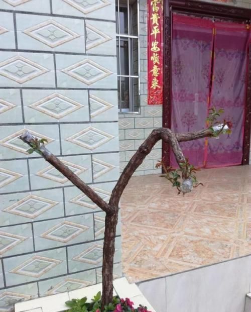  [生活]40岁之前，赚钱养家，40岁之后，种菜养花！