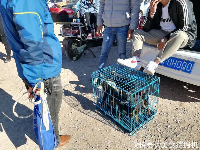 『男子』狗市:商贩报价六百的杜宾犬,男子却想二百购买一只?