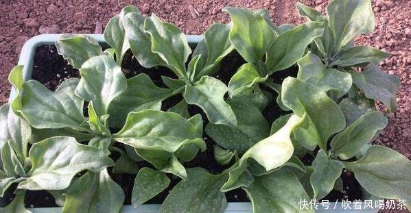  表长：此种植物叶表长“珍珠”，可做菜、入药，盆栽给点肥就够了
