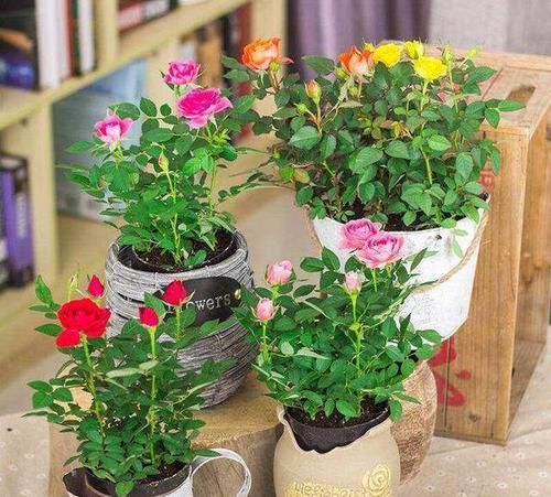  『小玫瑰』钻石“小玫瑰”买了就扔？教你一招，一茬一茬开花，刹不住闸