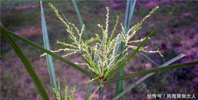 农村顽固杂草之首，农民气得牙痒痒，小时候错当美味，原来真是宝