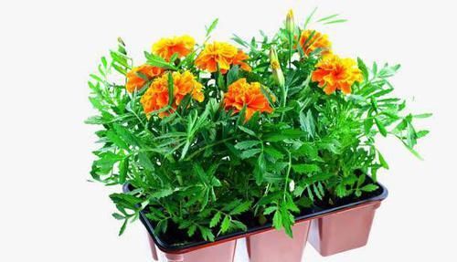  『家里』3种植物好养活，家里养上1盆，高端大气上档次，提升格调品味