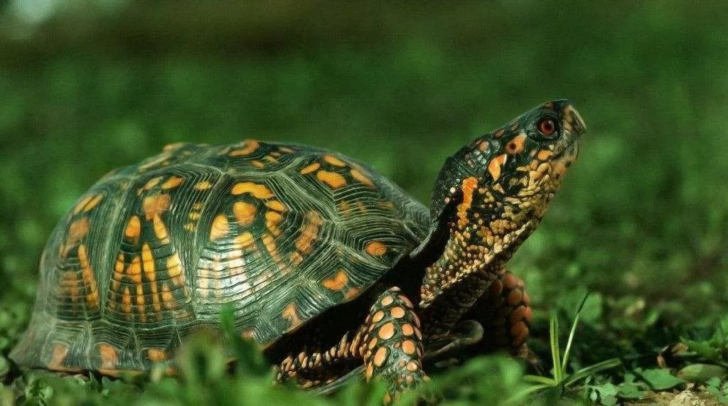 鳄雀鳝“有百害而无一利”，我国还有哪些外来水生物种？