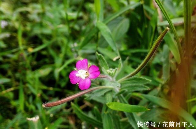 农村一种野草，人称“地母怀胎草”，对女人有好处，还是牙痛良方