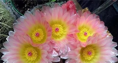 『最快』仙人球开花,美不胜收!