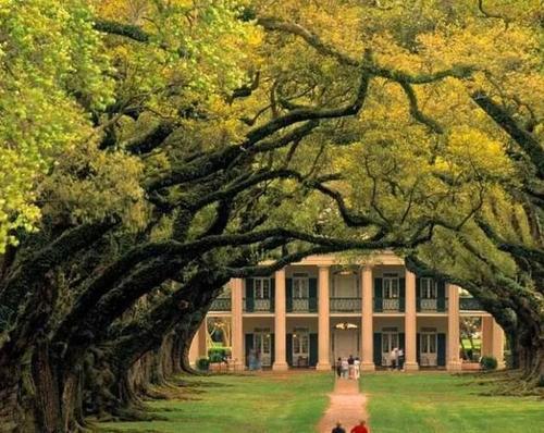 全球最美的树，最后一颗银杏惊艳了千年！