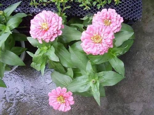  [排水性]容易长满整个花盆植物，栽种2个月就能花开满枝