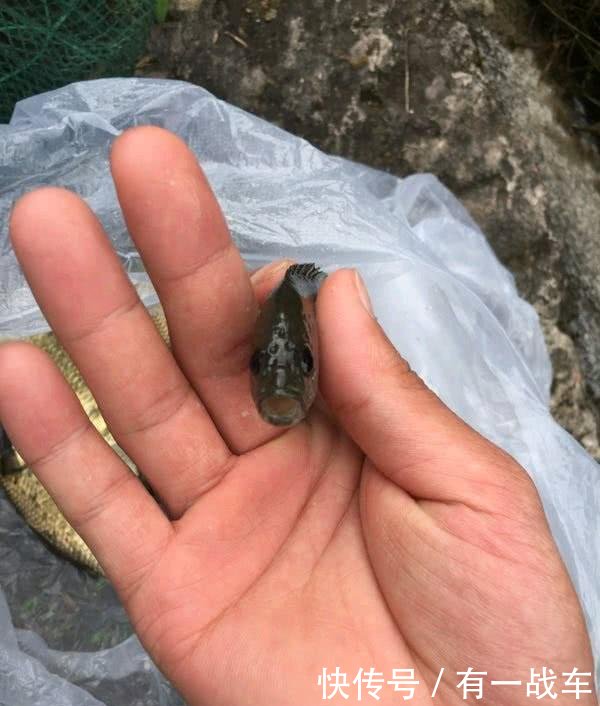 义乌河道现“花鲫鱼”，迅速繁殖数量众多，当地人泛滥了