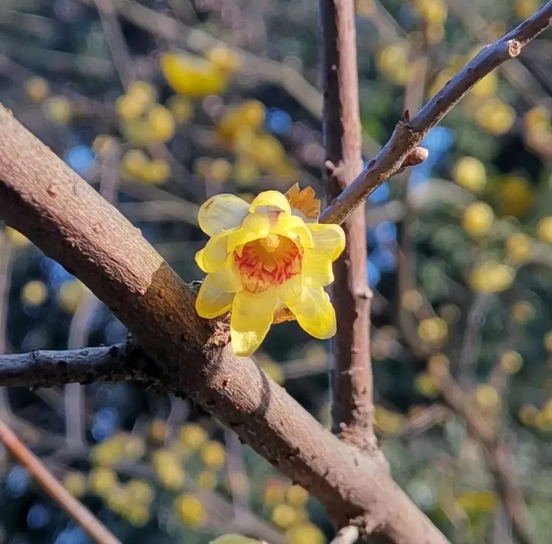 风景 | 壁纸福利！一大波梅花美图等你接收，周末去看正好！