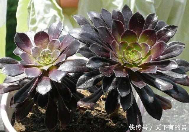 「法师」叶片黑润有光泽,黑法师作为多肉的惊艳品种,养护自然不普通