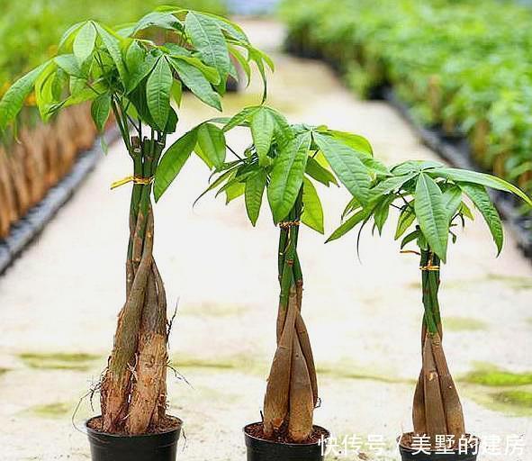 黄叶|不会养发财树,学会“几招”,不烂根,不黄叶,谁都能养好它