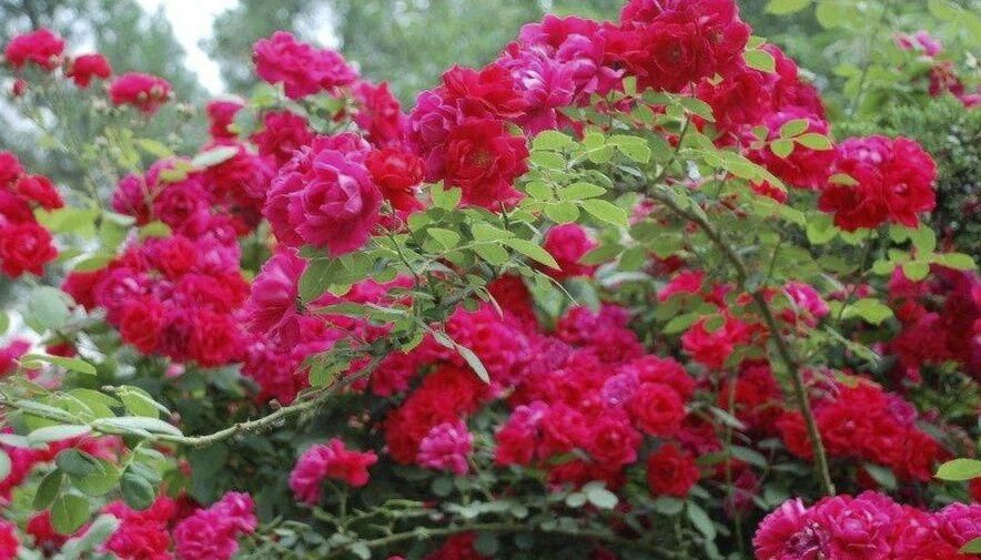  「种植」少喝2瓶酒，也要栽种此花，花开200天，埋土里就能活！