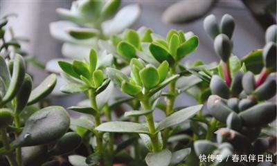  春天@春天养多肉植物有3要，不然长成大高个，现在纠正也不晚