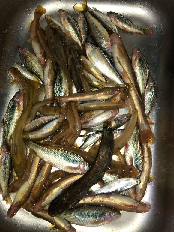  『钻出』山中溪流水太清澈，白天看不到鱼，夜晚却钻出各种奇鱼