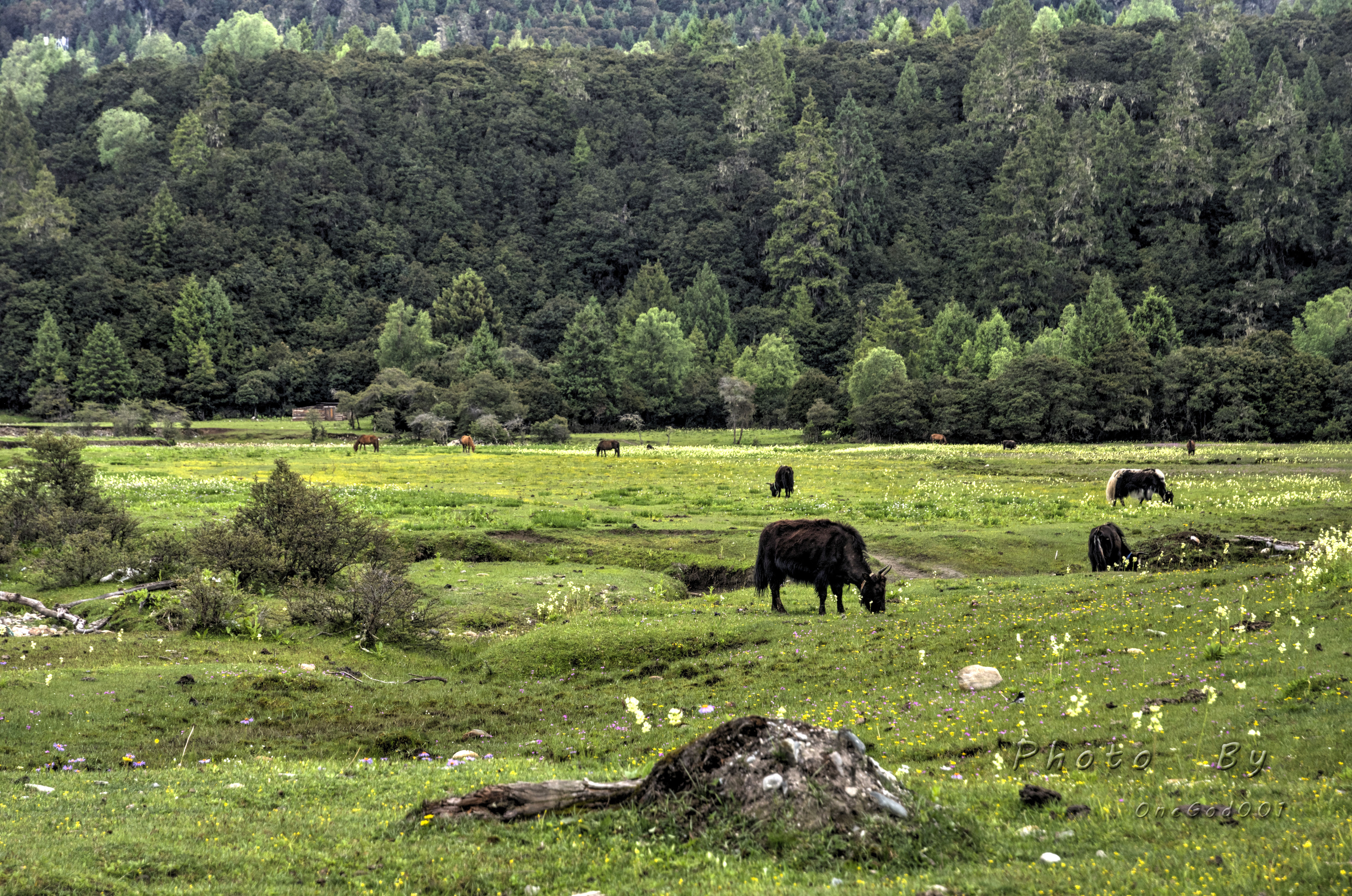 川进青出，十五天三省，318全线，冰川、湖泊、雪山探秘之旅。