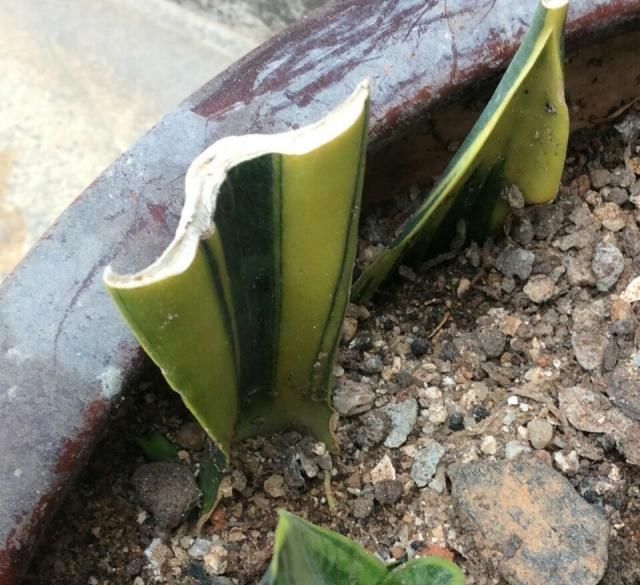  「砍头」砍头下来的虎皮兰扦插生根过程，虎皮兰扦插繁殖不腐烂易生根要点