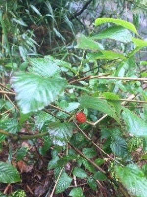  『果实』覆盆子的花白色，果实有红色，金色