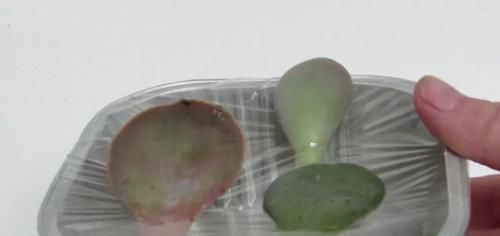  『植物的叶片』用塑料瓶来水培多肉植物叶片，快速促进生根，长芽后就可转土培