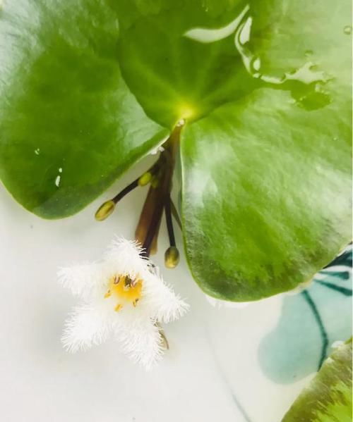  耐涝花@4种耐旱花，4种耐涝花，3种耐阴花，3种耐晒花，都是好养的懒人花