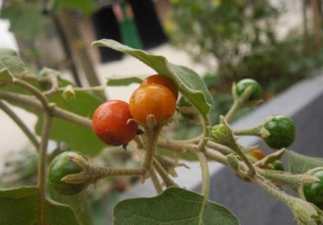  价值：山沟沟一种带刺的野草，名叫“刺天茄”，繁殖快结果子，价值高