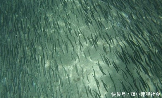 游客海边游泳被大批鱼类包围,知道真相大吃一惊!