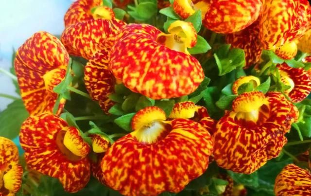  『河沙或珍珠』春天养草花,3点做好,颜值高爆满盆,做不好枯萎死亡