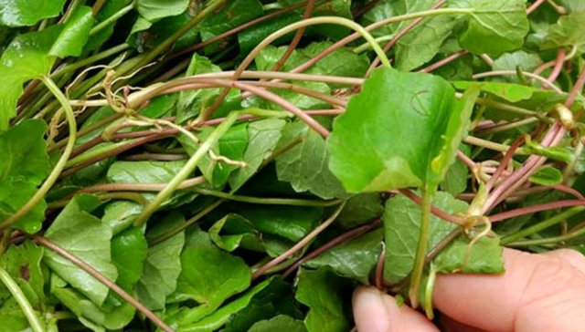  「鸡汤」这种野草深受农村人的喜欢，俗称“雷公根”，炖鸡汤喝