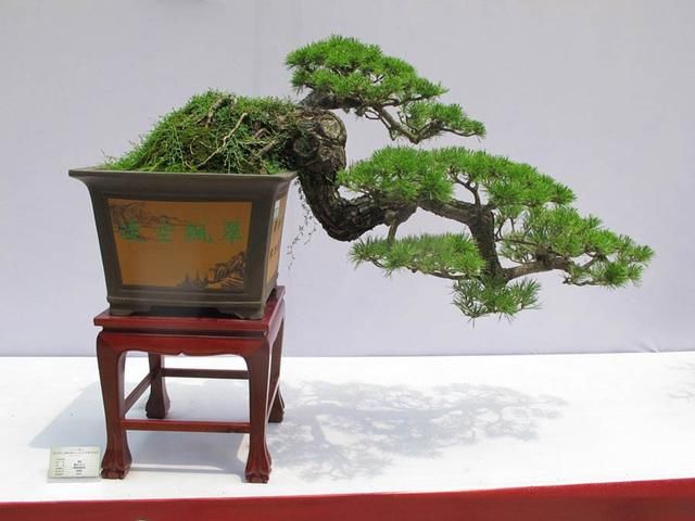 岭南盆景文化底蕴强！都被传到国外了，你还不认识吗？