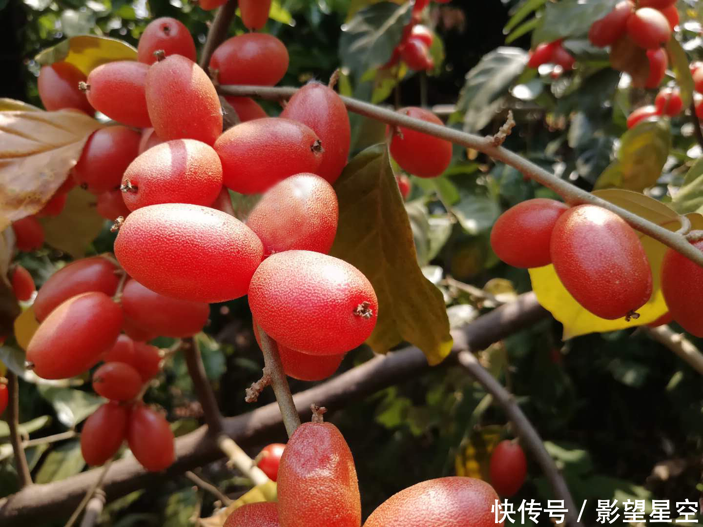 农村野生羊奶果太诱人了,酸酸甜甜童年时的味