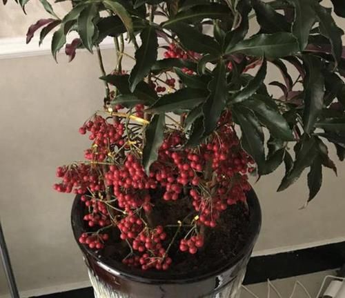  「花别」龙骨花别养了，此种“财运树”，寓意着“发财”，在家多养2盆！