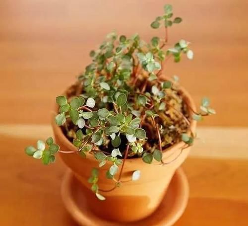  [植物]12种能养玻璃瓶中的植物，喜欢纯粹的绿植