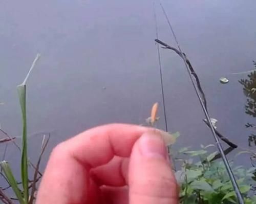  [草鱼]教你简单的谷子饵料，专钓大草鱼和大鲤鱼