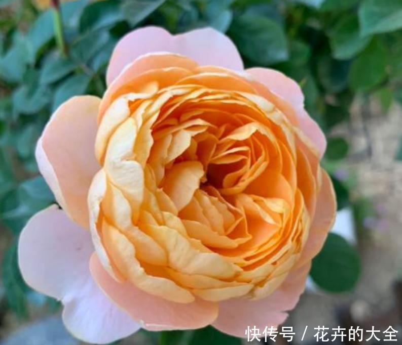 盆栽■“4种花”花朵硕大，花期长，家庭理想花卉盆栽，你最喜欢哪一种