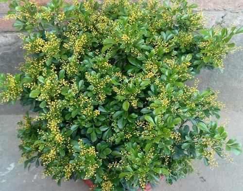  #好坏#家养一盆“米兰花”，条件好坏都开花，越晒越泼辣