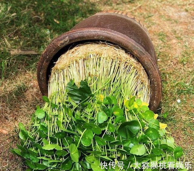 「大缸养」农村淘汰的大水缸,种上月季绣球君子兰,开花刹不住,变成大土豪!
