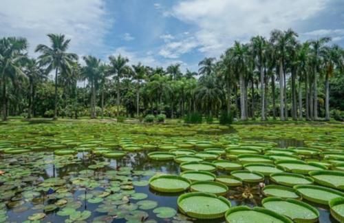 国内“神奇”植物王国，5A级旅游景区，物种丰富令人眼花缭乱！