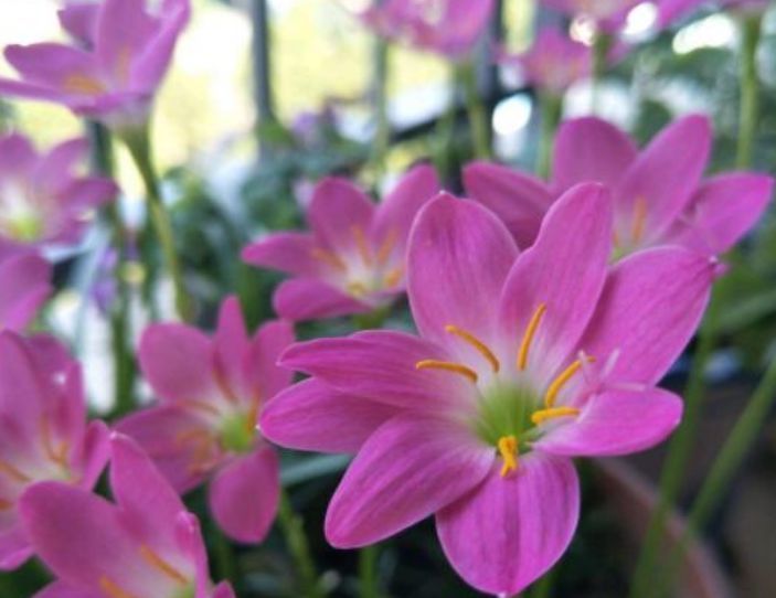  【果汁阳台】阳台养上“4种花”，花色多、花期长，人见人爱，直接开成小花园！