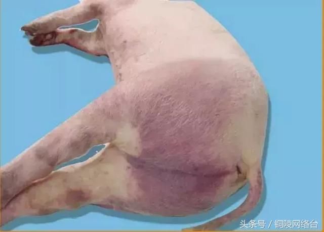 芜湖男子编造“非洲猪瘟疫情”谣言被拘5日