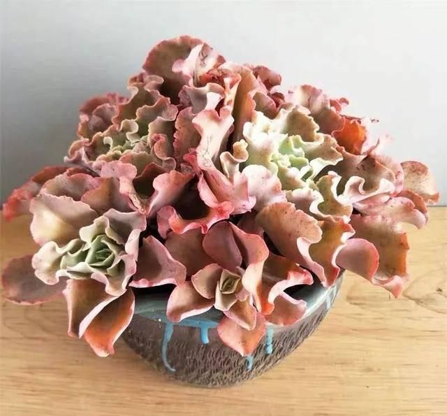  「属多肉植物」推荐八种高颜值多肉，好看又好养