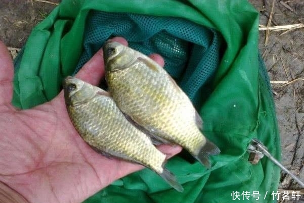  油菜籽■农村不稀罕的“它”，渔具店里卖5元一斤，钓鱼打窝特别好用