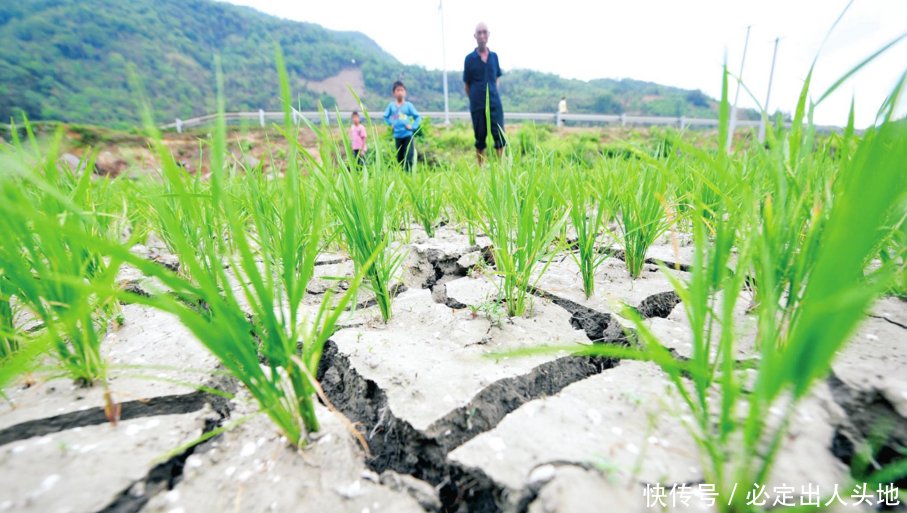  「稻田」当年非常火的禾花鱼，在稻田就能养殖，为什么现在却销
