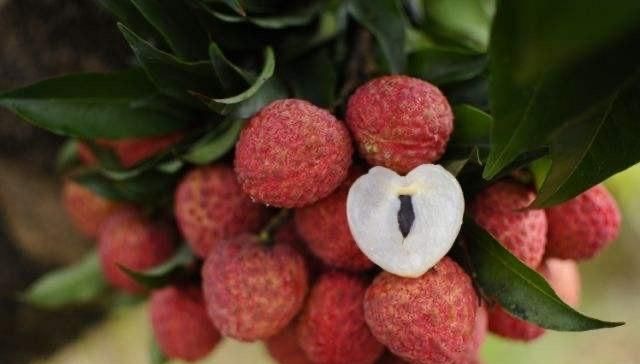  「荔枝品种」糯米糍荔枝的特点及适宜种植地！