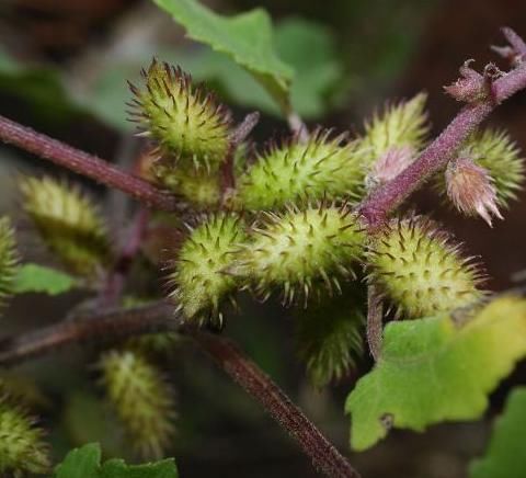  [苍耳]农村有种不起眼的野草，过去农民以除之而后快，殊不知价