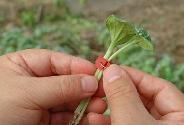  [土传病害发]黄瓜实生苗长势弱？掌握黄瓜嫁接育苗技术，苗壮才能产量高