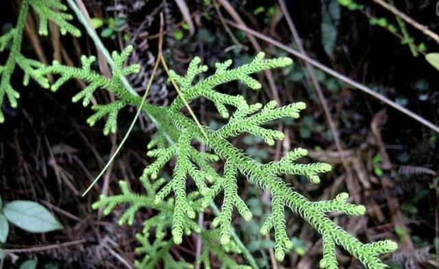  植物|小溪边，1种野草像“蜈蚣”，名称是“铺地蜈蚣”，甚是珍贵