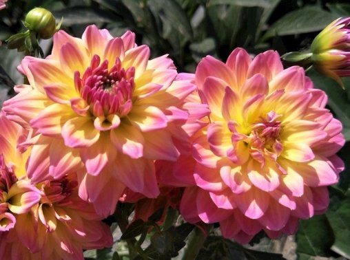  「不妨」喜欢养菊花，不妨试试这几朵，花形别致，花色淡雅，简简单单就爆