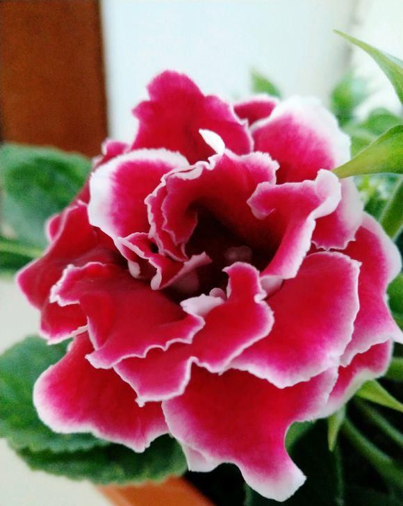  『巴掌』花中的“紫霞仙子”，开花巴掌大，轻松开爆盆，花期能开200天