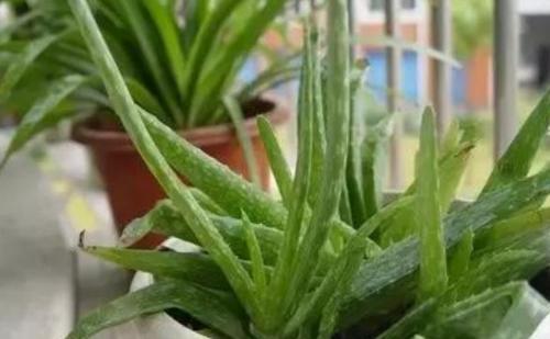 5种你难以拒绝的花草，好养还能净化室内空气，懒人都适合养