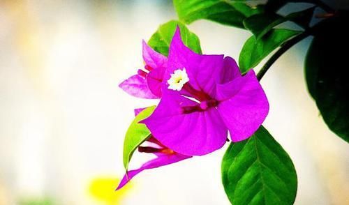  【室内】三角梅是否有毒，适合室内种植吗？